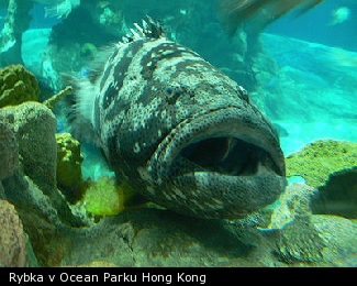 Rybka v Ocean Parku Hong Kong